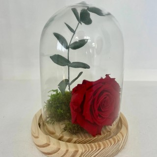 Cúpula mini con arreglo